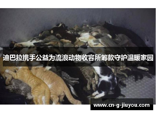 迪巴拉携手公益为流浪动物收容所筹款守护温暖家园 迪巴拉携手公益为流浪动物收容所筹款守护温暖家园